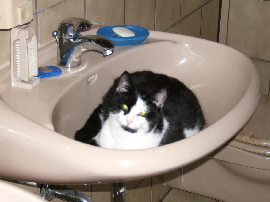 Wasserkatze 10.9.2009